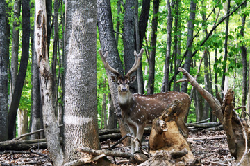 A buck fallow deer standing in a grove of trees.