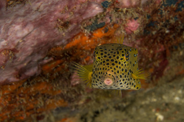 Naklejka na ściany i meble Yellow Boxfish, Ostracion cubicus.