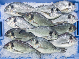Fresh raw gilt-head bream (Sparus aurata) dorada fish at local market in Ibiza, Spain
