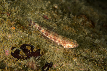 Juvenile Sand Lizardfish, Synodus Dermatogenys.