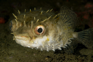 Porcupinefish blow up like a balloon to scare predators by extending its scales to become sharp spines.