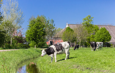Dutch Holstein cow at the water near Groningen, Netherlands