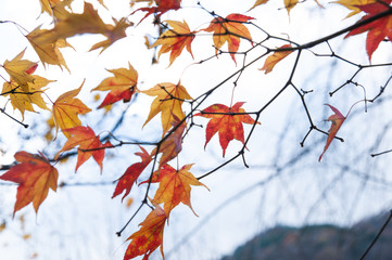 京都 嵐山 宝厳院の紅葉