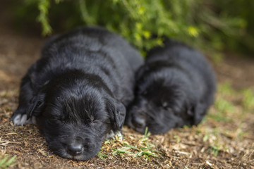 Puppies Playing in Garden