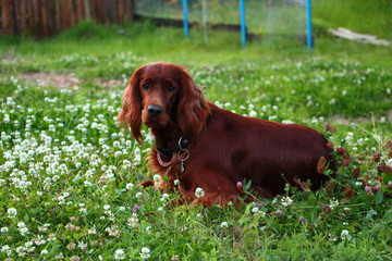 Irish setter