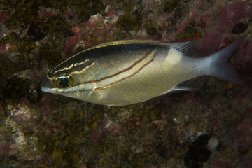 Bridled Monacle Bream, Scolopsis Bilineata.