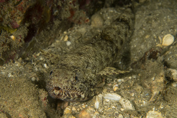 Obraz na płótnie Canvas Sand Lizardfish, Synodus Dermatogenys.