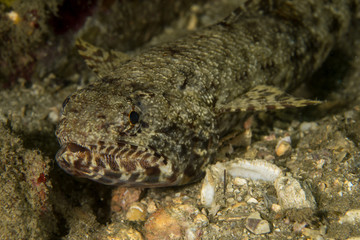Sand Lizardfish, Synodus Dermatogenys.