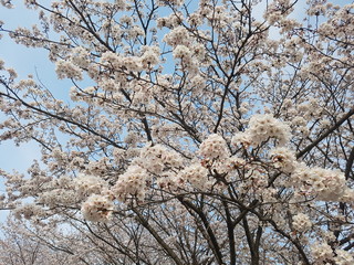 설레는 캠퍼스, 벚꽃 핀 교정