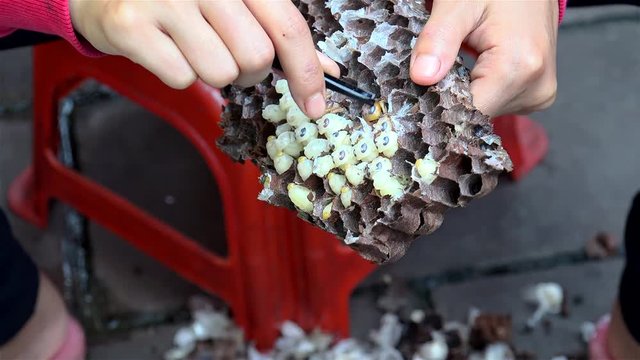 Chinese woman is pulling out a huge larvae of wasps from a paper nest for the making an original fermented liquor (Baijiu). Fenghuang, Xiangxi, Hunan, China