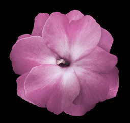 Flower pink  violets  on the black isolated background with clipping path  no shadows.  Closeup  For design.  Nature.