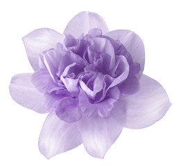 Naklejka na ściany i meble Flower light purple narcissus on a white isolated background with clipping path no shadows. Closeup For design. Nature.