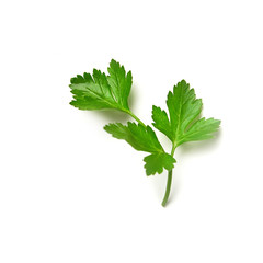 Parsley isolated. Parsley on a white background. Juicy natural parsley leaves