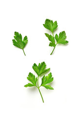 Parsley isolated. Parsley on a white background. Juicy natural parsley leaves