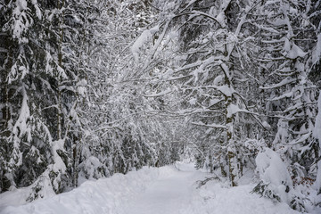 Winter road in snow forest. Nature winter background