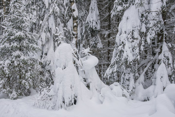Nature landscape. Winter forest in snow. Nature winter background