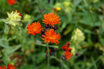 panorama from green beskid mountains ,high tatra, with lake and waterfalls