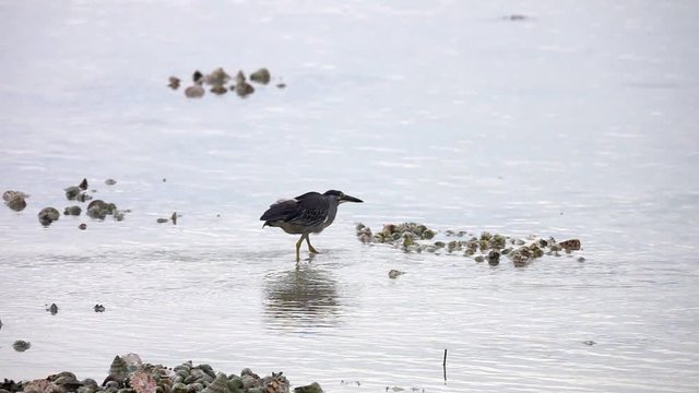 Striated Heron Bird (Butorides Striata) in Hunting on Water