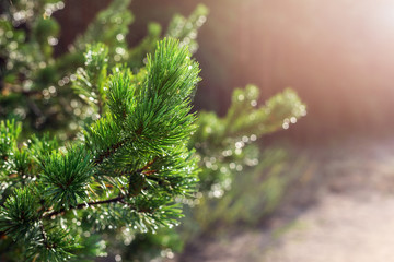 Evergreen pine tree branch in warm morning light. Close-up coniferous tree needle with spider web in sunrise. Beautiful fresh nature green forest background