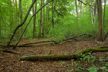 Fallen trees in the deciduous forest.