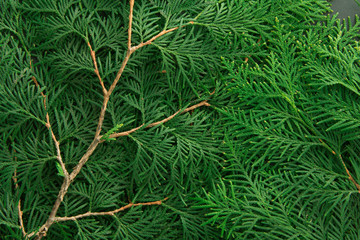 Green thuja tree branches background