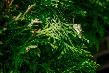 Green moth on green bush on bright summer day