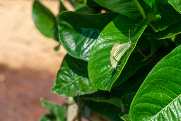Two green moths camouflaged on a green leaf succumbing to their animal instincts and mating on an unsuspecting leaf in a typical suburban garden found in one's backyard