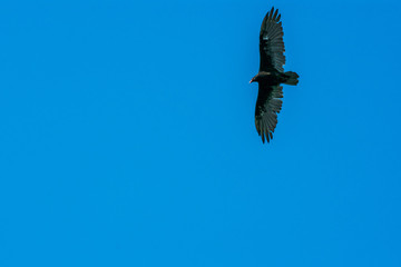 Hawk with wings outstretched soaring across the bright blue summer sky as shot from below