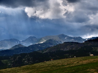 Obraz na płótnie Canvas Vaches sous un ciel d'orage avec nuage gris en montagne dans les pyrénées