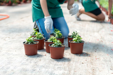 Planting flowers in greenhouse