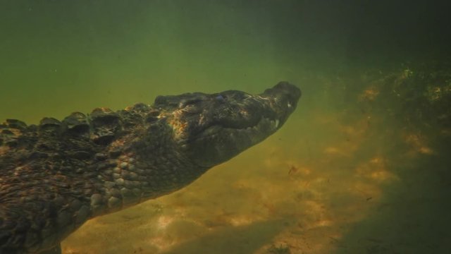 Extreme 4k UHD closeup shot of an american saltwater crocodile in ocean water, waiting for a prey underwater, wildlife nature at shallow depth, a predator in ocean
