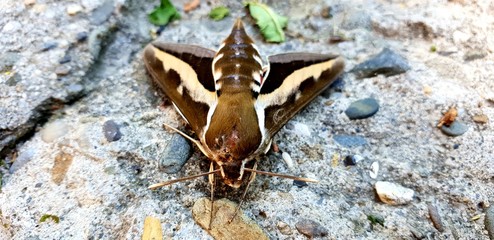 ćma moth
