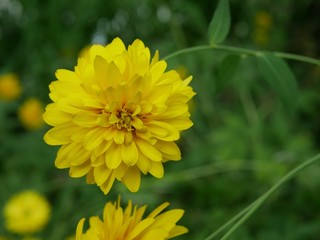 Polonne / Ukraine - 12 August 2018: Yellow flower on a green background