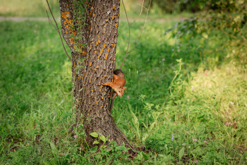 Curious red squirrel peeking behind the tree trunk