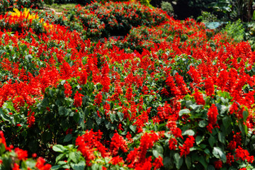 Fototapeta premium fiori rossi