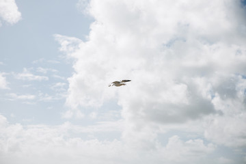 The seagull is flying or hovering high in the blue sky.
