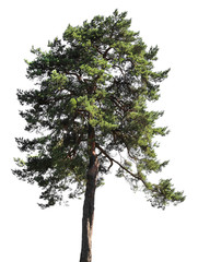 Pine tree forest, isolated © nosyrevy