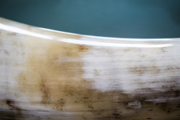 Texture of Hungarian Grey Cattle Horn