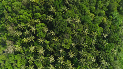 Overhead drone shot of tops of palm trees and turquoise sea water in Ko Pu island in Phuket,...