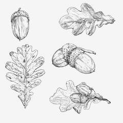 Oak leaf and acorn. Hand drawn illustration. Description: Each drawing comprise of one color