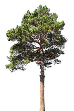 Pine tree isolated. Coniferous forest