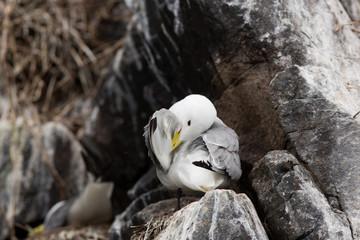 Obraz premium Black-legged kittiwake (Rissa tridactyla) preening, at breeding nest site