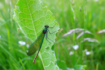 Dragonfly sits on a green leaf of the plant in summer day