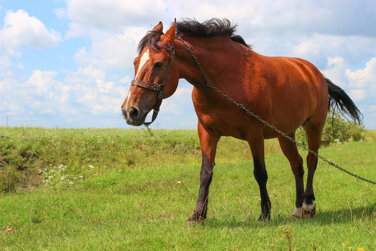 Horse grazing on the grass