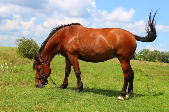 Hufrehe Bilder:  Unlocking Creativity Through Drawing