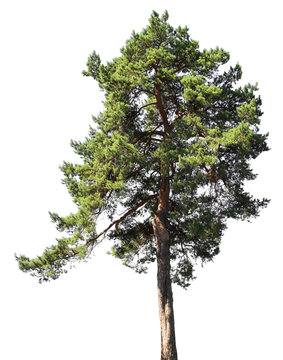 Pine tree, isolated on white background