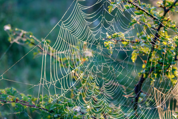 Spider web with dew drops at sunny summer morning against green plans