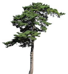 Scotch fir conifer tree, isolated © nosyrevy