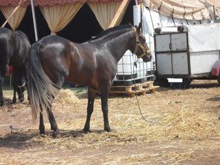 chevaux