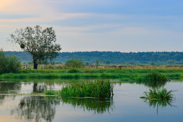 Fototapeta na wymiar River shore with green grass and lonely tree against water surface on a cloudy summer evening. River landscape